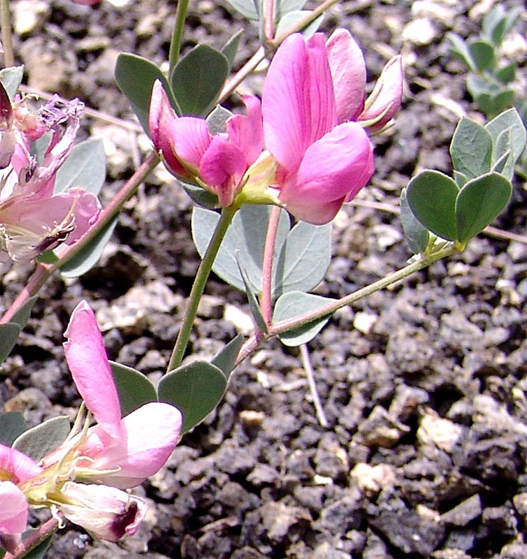 Image of Lotus gebelia specimen.