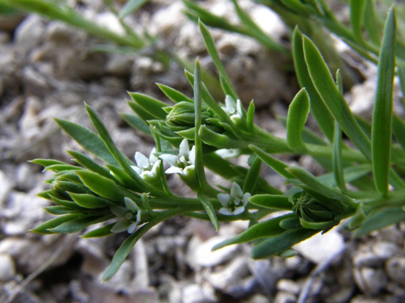 Image of genus Thesium specimen.