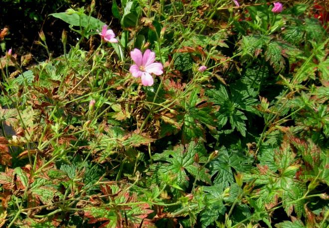 Изображение особи Geranium endressii.