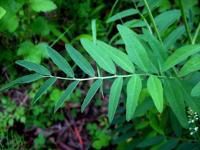 Изображение особи Hedysarum vicioides.
