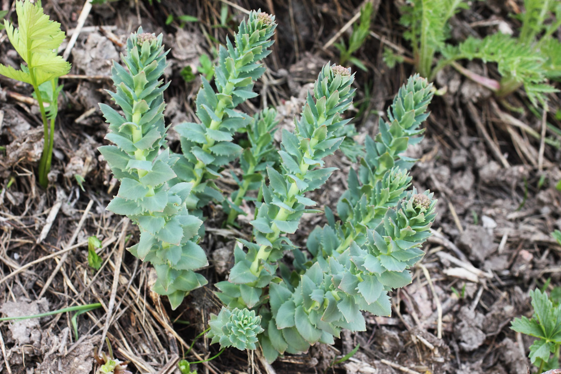 Родиола розовая где. Родиола разнозубчатая. Rhodiola Heterodonta. Rhodiola integrifolia. Родиола розовая растение.