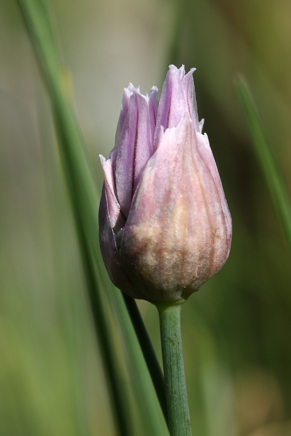 Изображение особи Allium schoenoprasum.