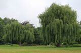 Salix &times; sepulcralis