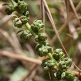 Beta maritima. Часть соплодия. Испания, Бискайя, Лага (Laga), сухой луг на дюне. 07.06.2012.