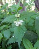 Lamium album