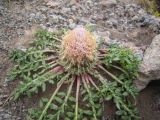 Jurinella subacaulis. Отцветающее растение. Кабардино-Балкария, южный склон пика Терскол, 2800 м н.у.м. 14.07.2012.