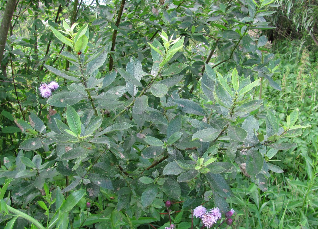 Изображение особи Salix myrsinifolia.