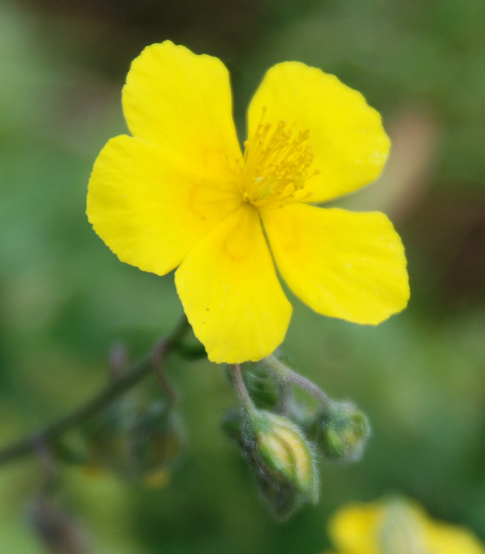 Image of Helianthemum nummularium specimen.