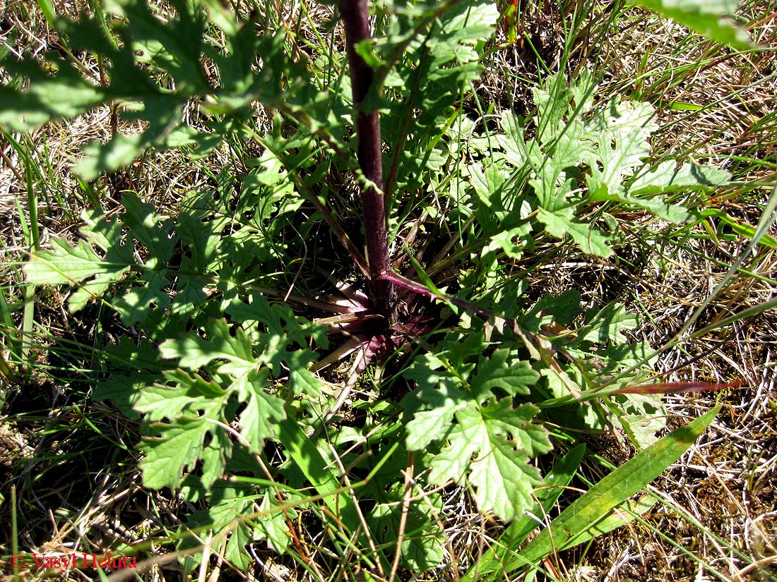 Изображение особи Senecio jacobaea.