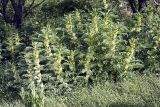 Astragalus sieversianus. Цветущие растения. Южный Казахстан, хр. Боролдайтау, ущ. Кокбулак. 24.04.2012.