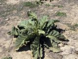 Verbascum sinaiticum