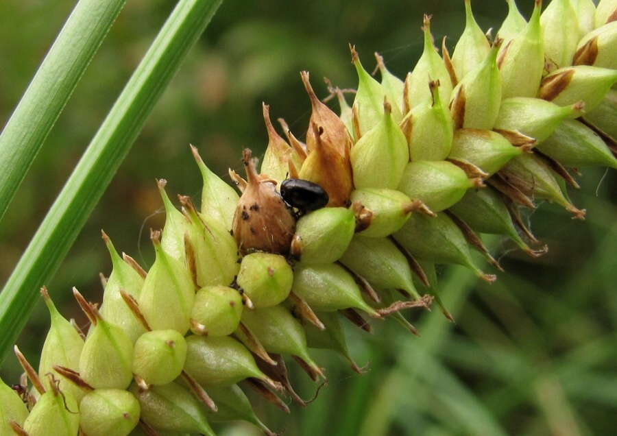 Изображение особи Carex rostrata.