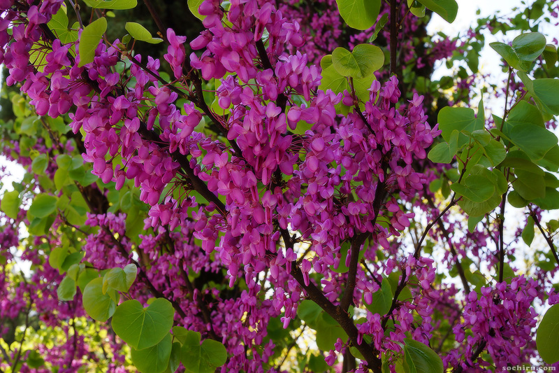 Изображение особи род Cercis.