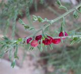 Enchylaena tomentosa. Верхушка побега с плодами. Израиль, Беэр-Шева, городская черта. 10.09.2012.