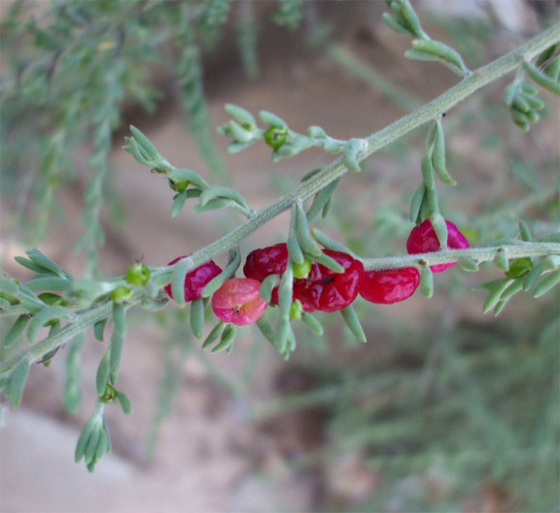 Image of Enchylaena tomentosa specimen.