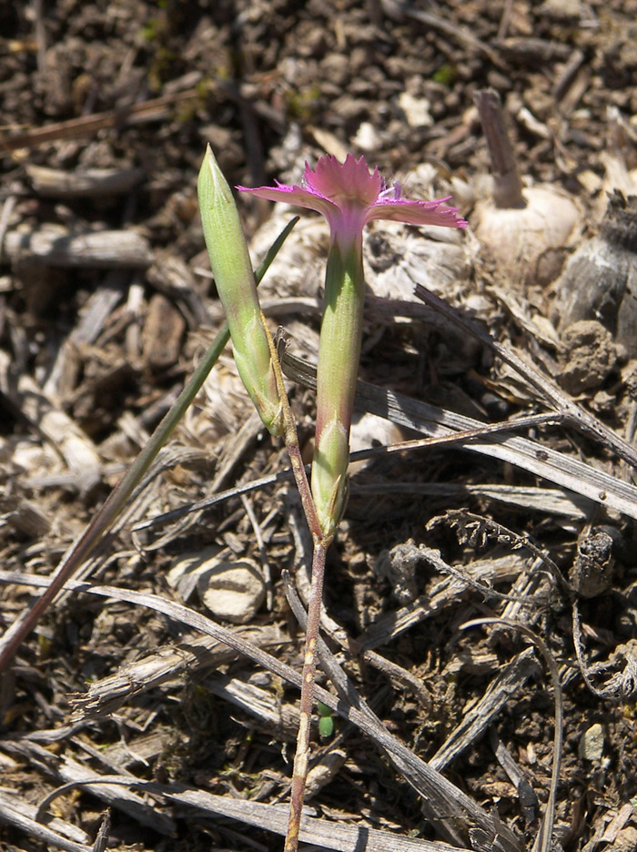 Image of Dianthus bicolor specimen.