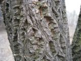 Phellodendron amurense