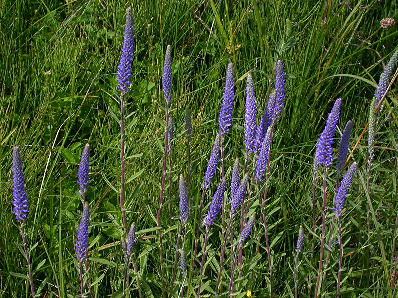 Image of Veronica spicata specimen.