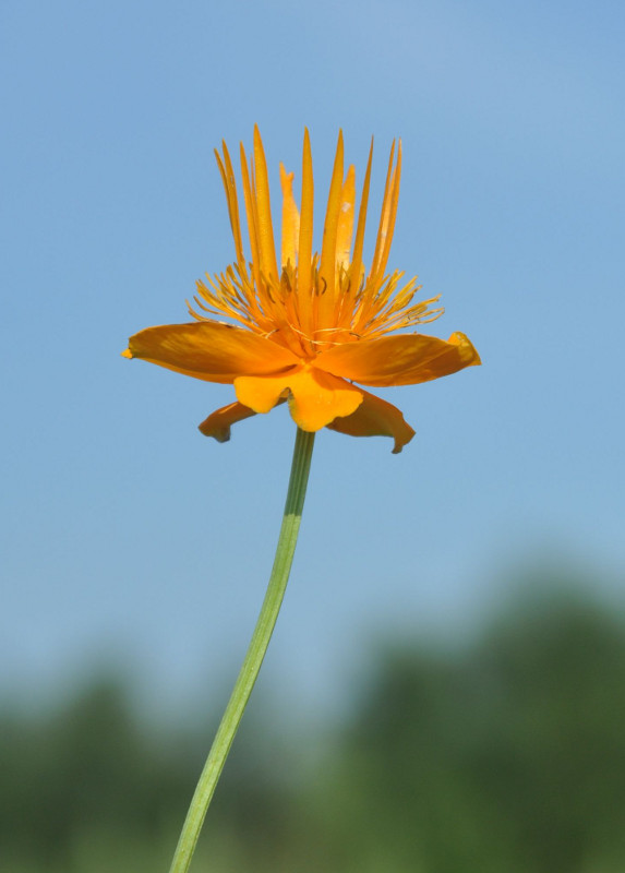 Изображение особи Trollius macropetalus.