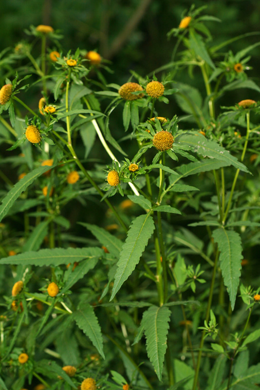 Image of Bidens radiata specimen.