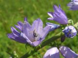 Campanula bononiensis