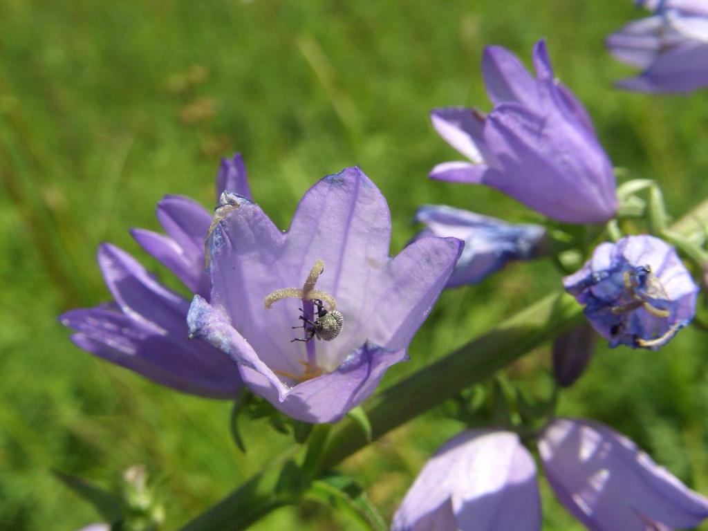 Изображение особи Campanula bononiensis.