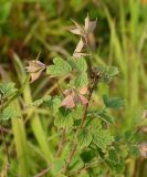 Thalictrum sparsiflorum. Верхушка плодоносящего растения. Хабаровский край, Ванинский р-н, окр. пос. Высокогорный. 16.07.2012.