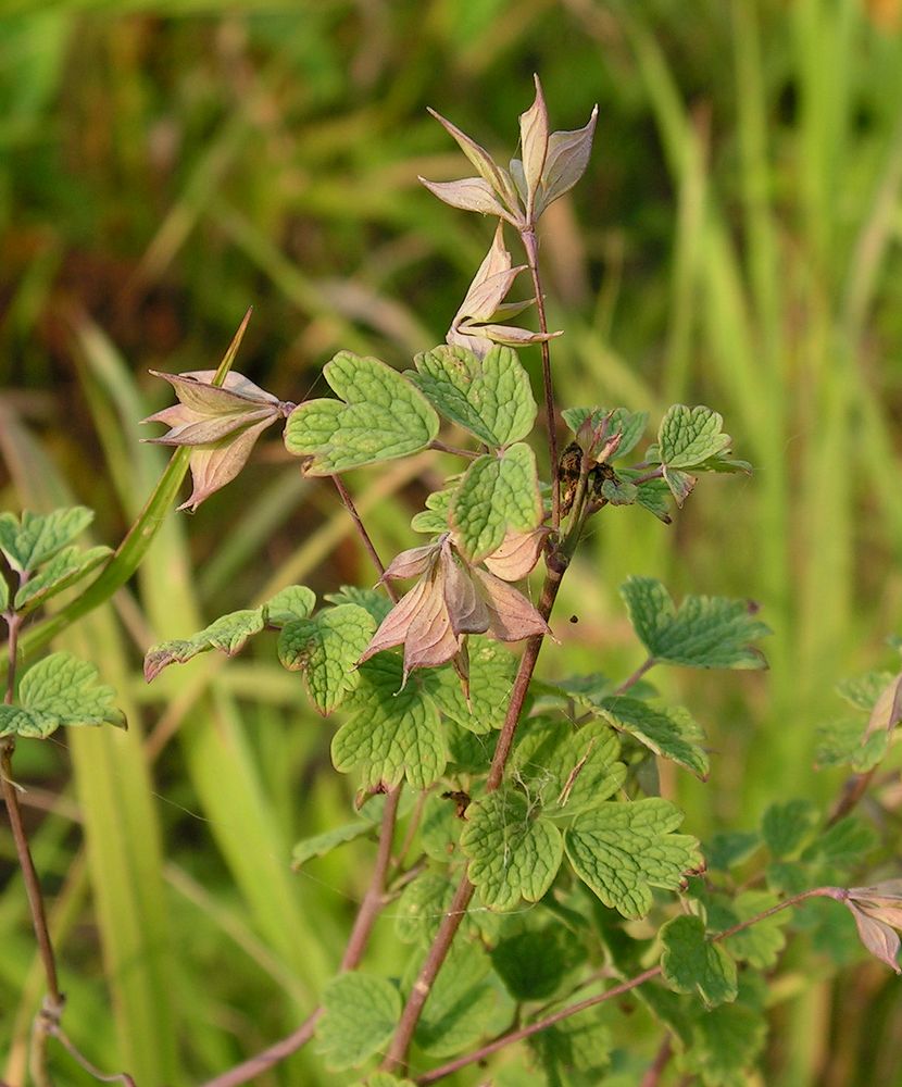 Изображение особи Thalictrum sparsiflorum.