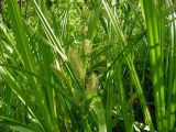 Carex rhynchophysa. Верхушка побега с женскими соцветиями. Хабаровский край, Ванинский р-н, окр. пос. Высокогорный. 12.06.2012.