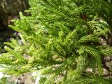 Cryptomeria japonica