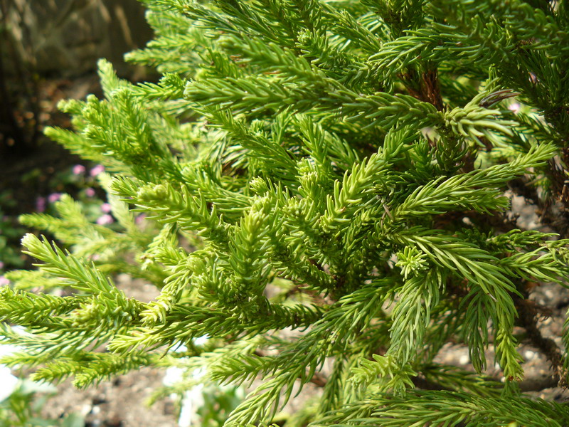 Image of Cryptomeria japonica specimen.