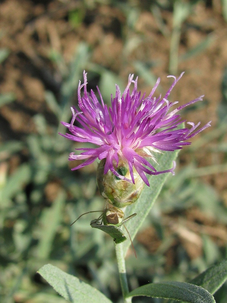 Image of Acroptilon repens specimen.