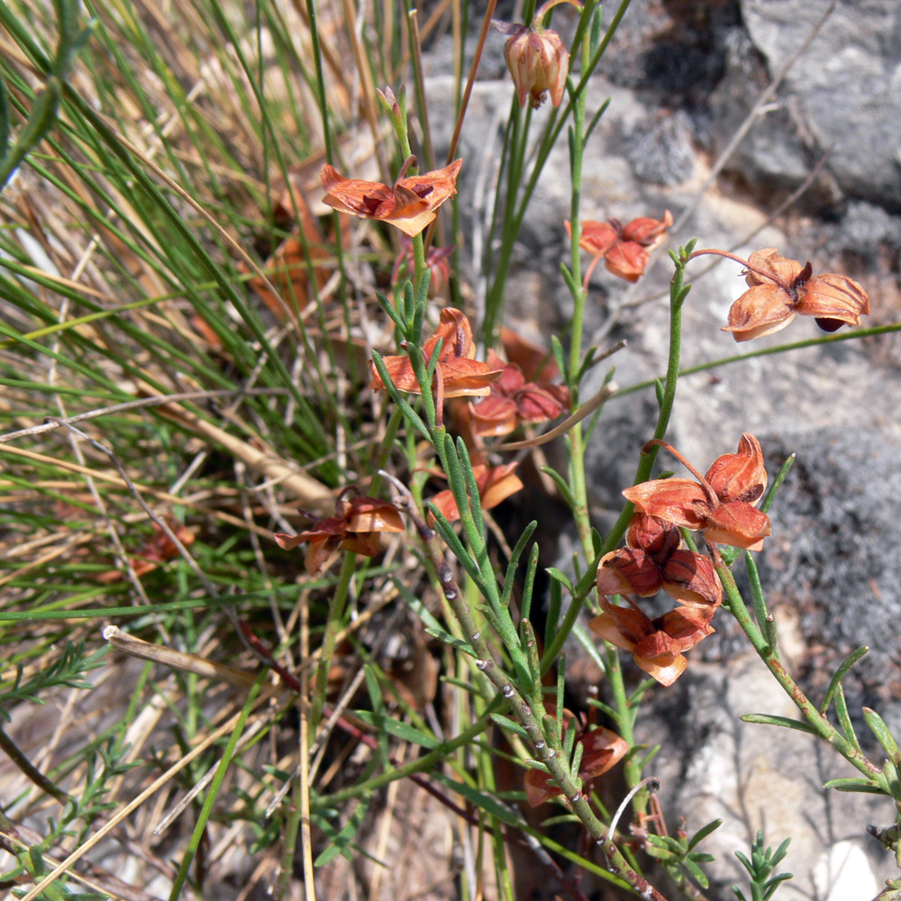 Изображение особи Fumana ericoides.