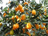 Citrus japonica