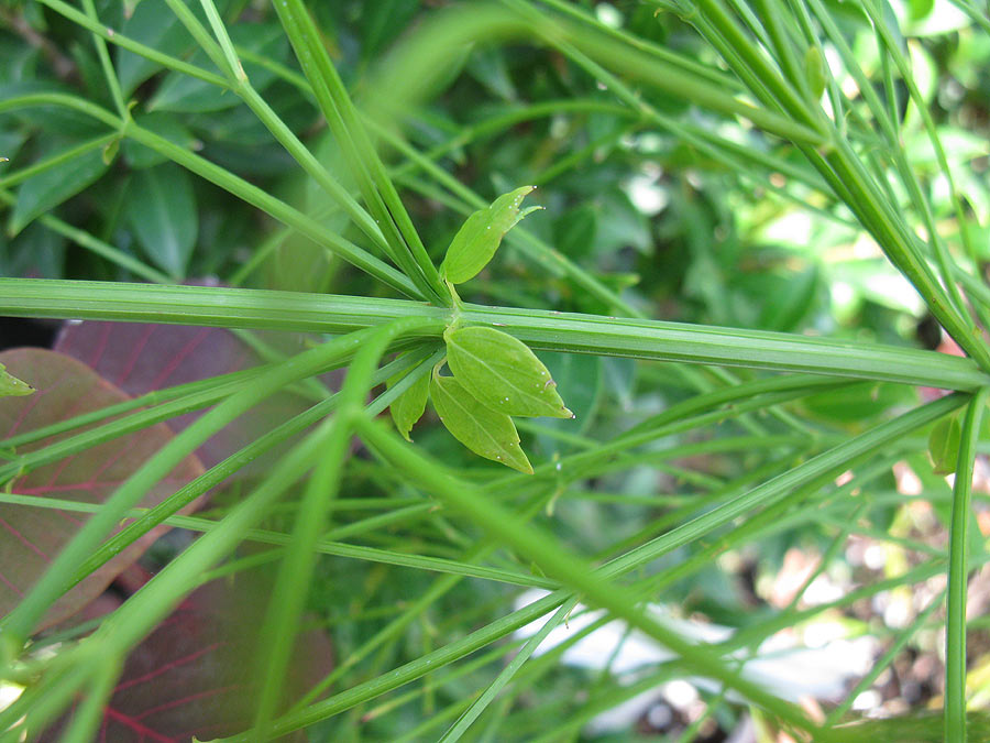 Image of Russelia equisetiformis specimen.