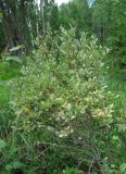 Salix starkeana. Кустарник, поражённый мучнисторосяным грибом Erysiphe (Uncinula) adunca. Архангельская обл., Вельский р-н, окр. ур. Стрижево Болото. 04.08.2012.