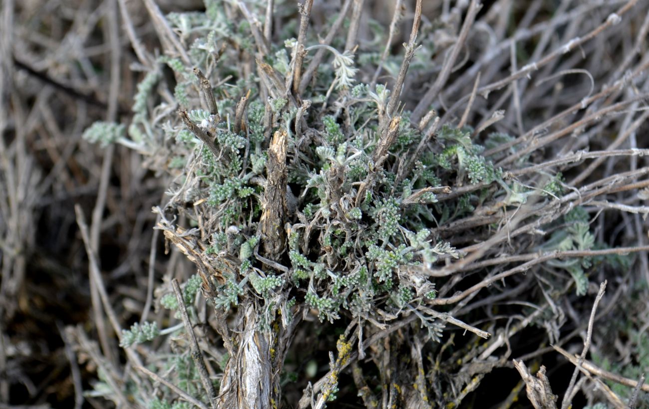 Image of genus Artemisia specimen.