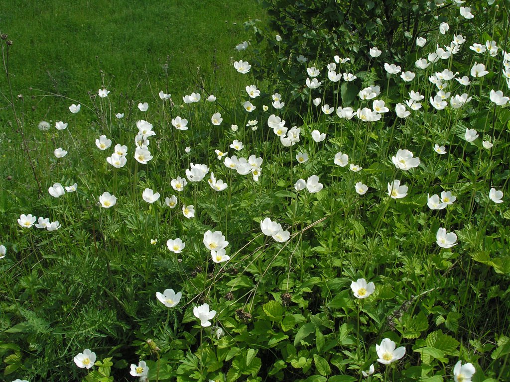 Изображение особи Anemone sylvestris.