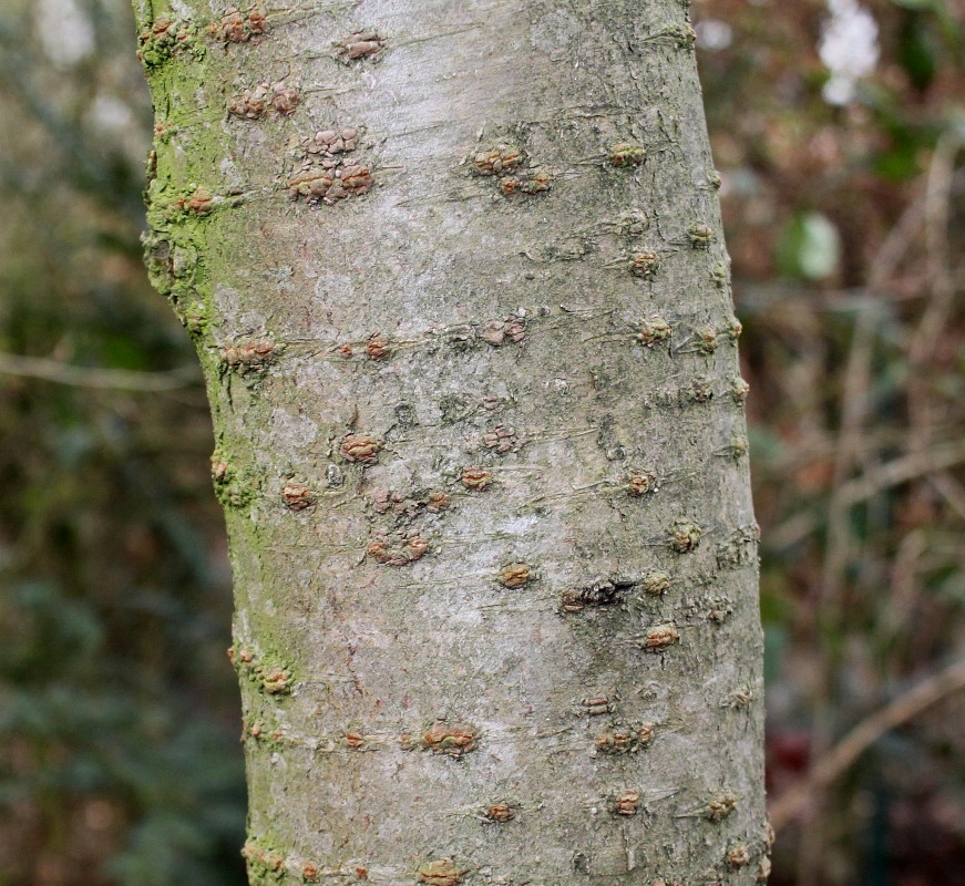 Image of Cerasus subhirtella specimen.