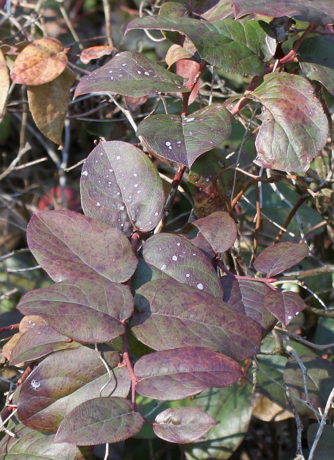 Image of Leucothoe catesbaei specimen.