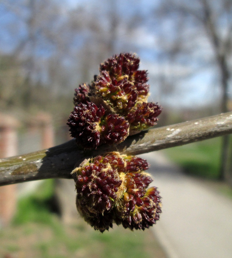 Image of Fraxinus pennsylvanica specimen.