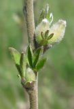 Chamaecytisus colchicus