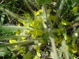 Astragalus pubiflorus
