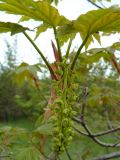 Acer pseudoplatanus. Отцветающее соцветие. Крым, Ялта, Ялтинская яйла. 29.05.2009.