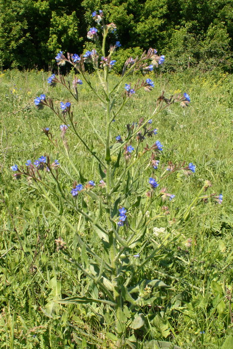 Image of Anchusa azurea specimen.