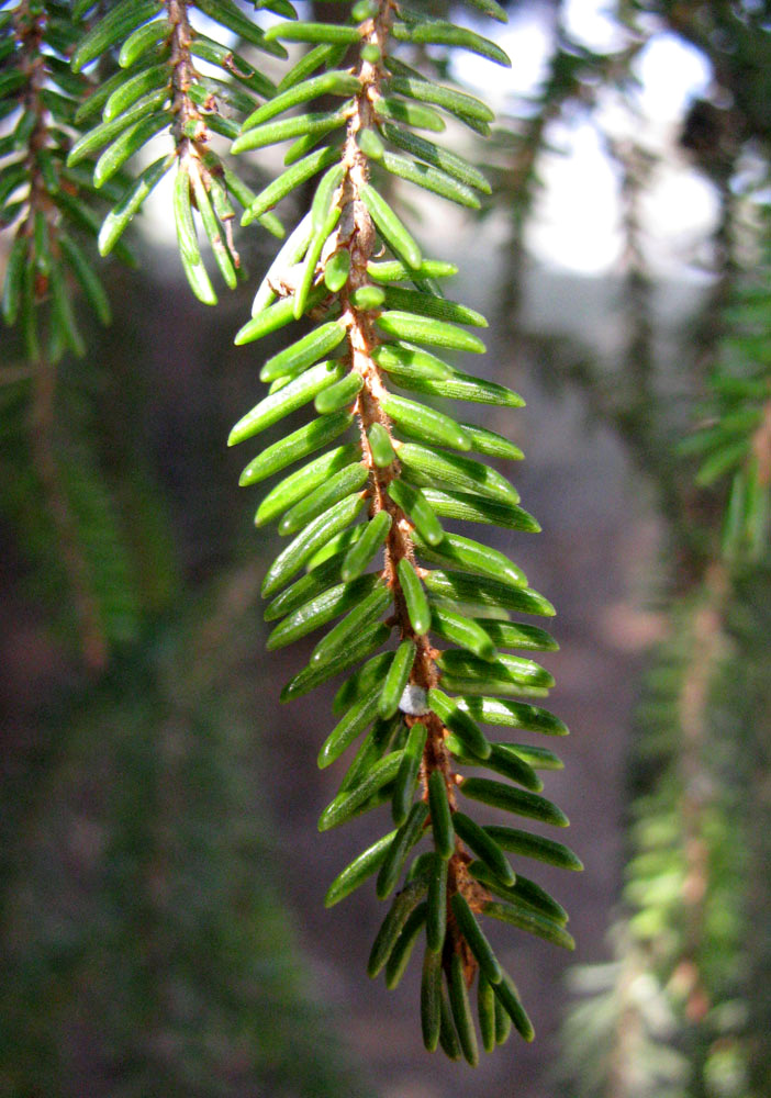 Image of Picea orientalis specimen.