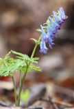 Corydalis turtschaninovii. Цветущее растение. Южное Приморье, Чёрные горы, заповедник \"Кедровая падь\", долина р. Кедровой. 15.05.2013.