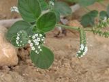 Heliotropium rotundifolium. Верхушка цветущего растения. Израиль, г. Беэр-Шева, рудеральное местообитание. 08.06.2013.