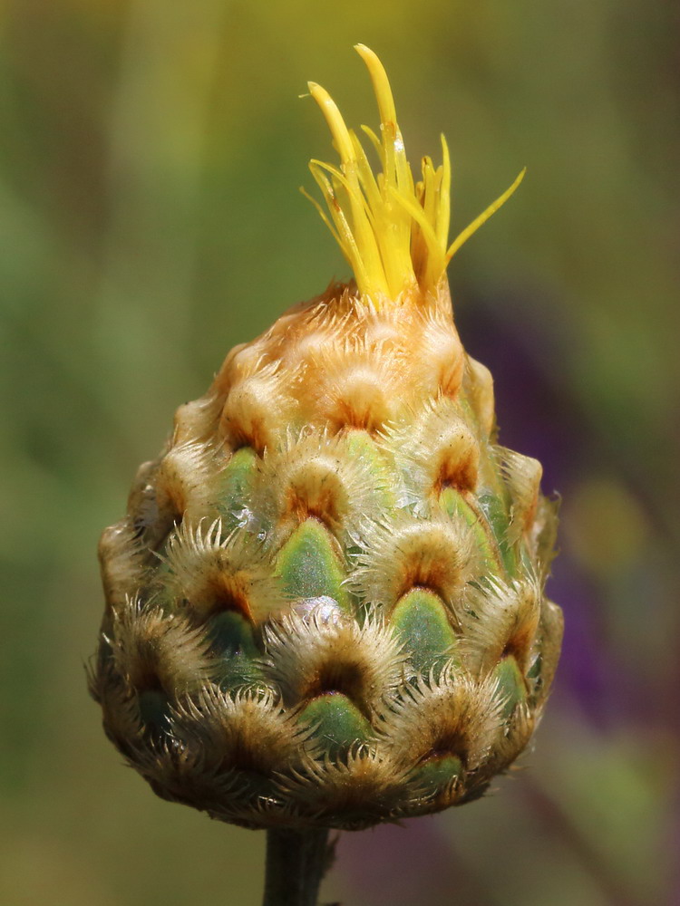 Изображение особи Centaurea orientalis.