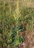 Verbascum lychnitis. Цветущее растение. Крым, Симферополь, Петровские скалы. 14.06.2013.